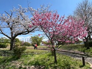 IMG_9261.JPG