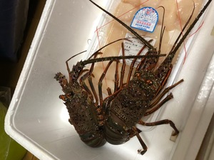 IMG_3179.JPG